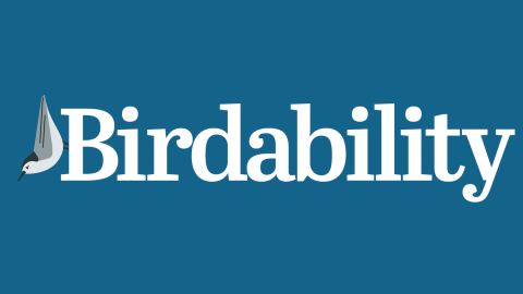 Birdability logo white letters on blue background with a black and white bird on the side of the B