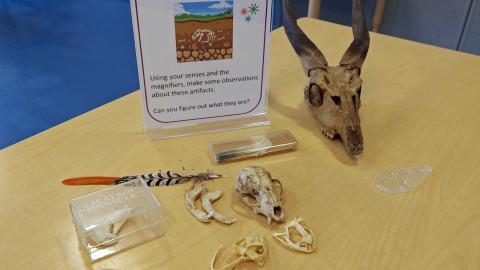 A few small animals skulls are displayed on a table along with a feather and magnifying glass