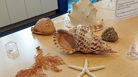Different sized seashells displayed on a table