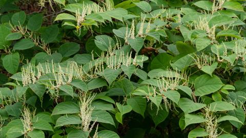 invasive knotweed