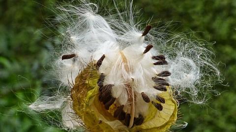 An open pod showing seeds inside