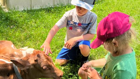 a young boy and girl kneel down to pet the head of a brown cow that is lying in the grass in front of them