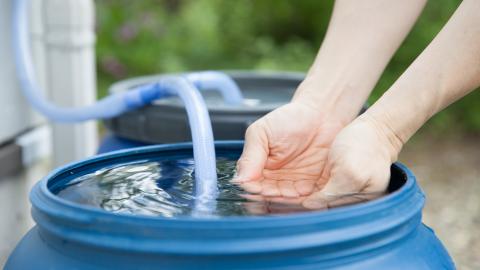 two hands hold water over a rain barrel 
