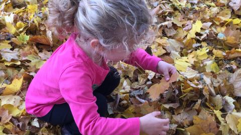 A young girl in a pile of autumn leaves