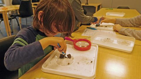 a boy dissects an owl pellet