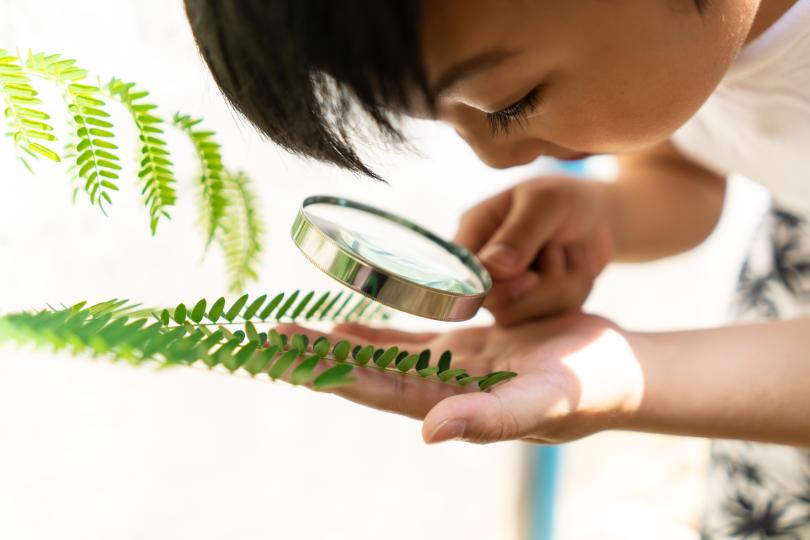 a boy peers through a hand-held magnifying glass at a fern leaf he is holding
